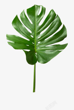 绿植叶子素材