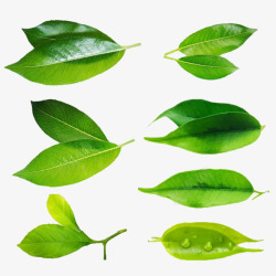 叶子绿植素材