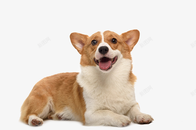 狗狗宠物png免抠素材_新图网 https://ixintu.com 狗狗 宠物