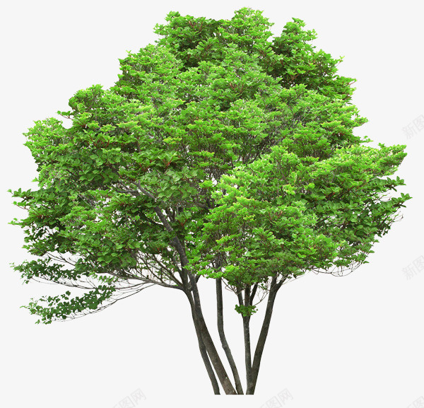 树木png免抠素材_新图网 https://ixintu.com 树木 植物 素材 笔刷