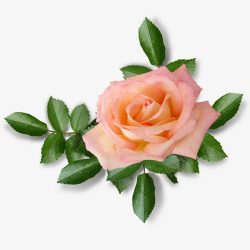 玫瑰花花朵素材免抠花卉素材