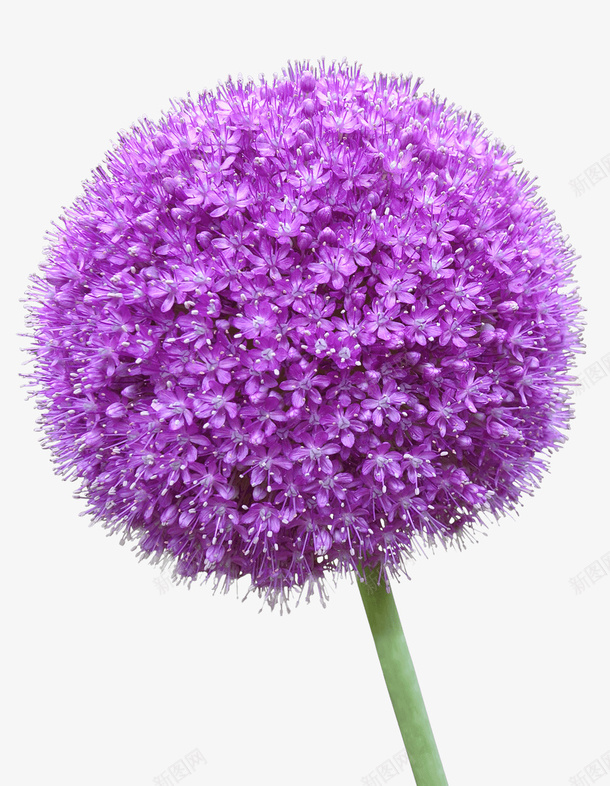 紫色花植物素材png免抠素材_新图网 https://ixintu.com 花 紫色花 花开 植物