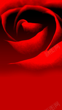 红色大朵玫瑰花H5背景背景