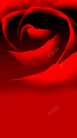 高贵女性红色大朵玫瑰花H5背景高清图片