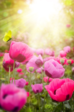美丽罂粟花背景阳光下的罂粟花海报背景素材高清图片