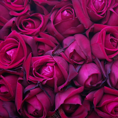 紫红玫瑰花背景背景