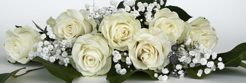白玫瑰花背景