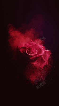 花朵粉末玫瑰花H5背景高清图片