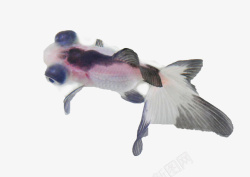 花纹金鱼黑白花色金鱼素材高清图片