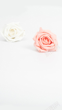 白色背景下的玫瑰花H5背景背景