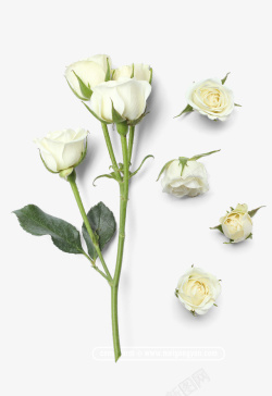 一束白色白玫瑰性感花枝素材