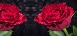 两枝花黑色背景前的两枝红玫瑰花背景高清图片