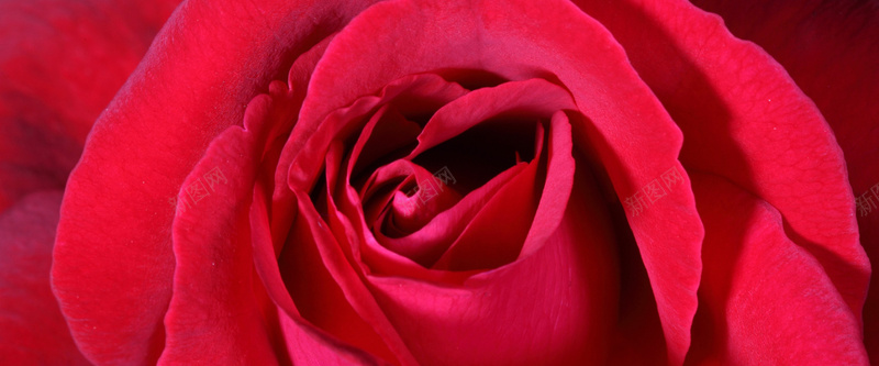 唯美红玫瑰花图片背景