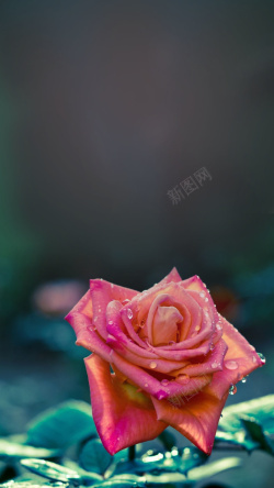 唯美红色玫瑰花H5背景背景