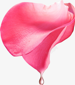 玫瑰花滴水玫瑰花花瓣素材png高清图片