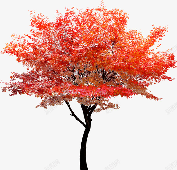 红色植物树素材png免抠素材_新图网 https://ixintu.com 红色植物 树 素材 树木 植物