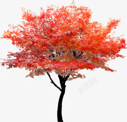 红色植物树素材素材