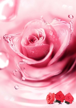 粉色玫瑰花朵背景背景