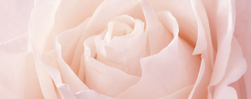 大气粉色玫瑰花海报背景背景