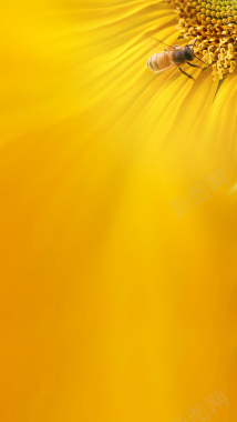 蜜蜂采蜜黄色简约H5背景素材背景
