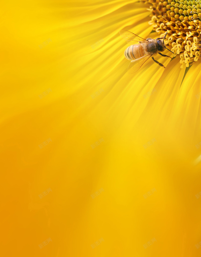 蜜蜂采蜜黄色简约H5背景素材jpg设计背景_新图网 https://ixintu.com 光效 简约 线条 蜜蜂 黄色 H5背景 黄色简约 渐变