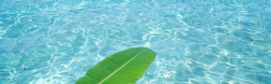 清澈的湖水飘叶背景高清图片