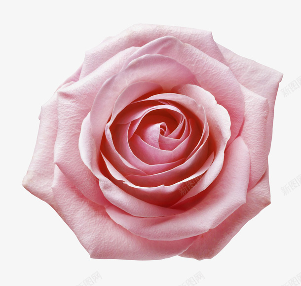 粉色一朵玫瑰花素材png免抠素材_新图网 https://ixintu.com 粉色玫瑰 玫瑰花素材 玫瑰花装饰 一朵玫瑰