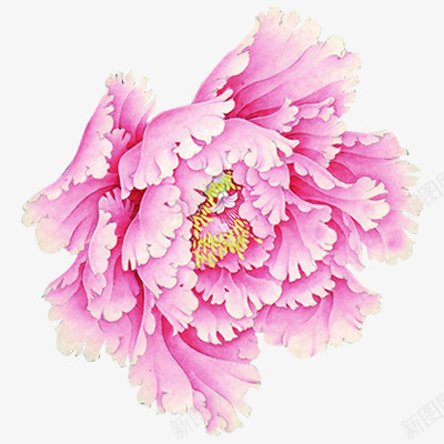 一大朵粉红的花png免抠素材_新图网 https://ixintu.com 鲜艳 美丽 花朵 植物