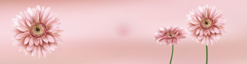 淡粉色非洲菊矢量素材背景