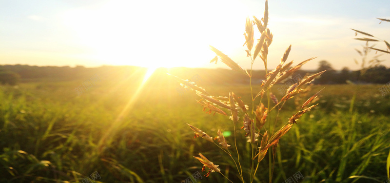 夕阳下小麦背景背景