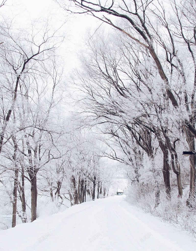 雪天大道H5背景jpg设计背景_新图网 https://ixintu.com 雪天背景 大道 梦幻 浪漫 树 H5背景