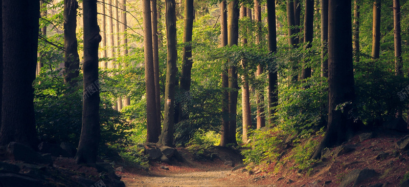 森林背景jpg设计背景_新图网 https://ixintu.com 绿色 自然 路径 环境 森林 通路 叶子 景观树 海报banner 摄影 风景