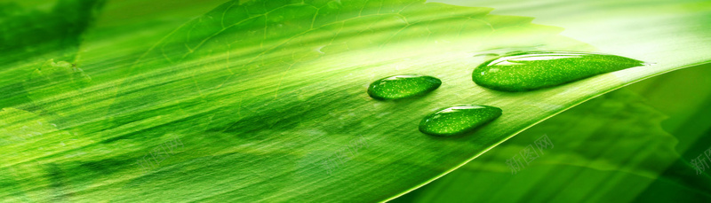 树叶雨露bannerpsd设计背景_新图网 https://ixintu.com 树叶 雨点 雨露 露水 雨 叶子 绿叶 海报banner 文艺 小清新 简约