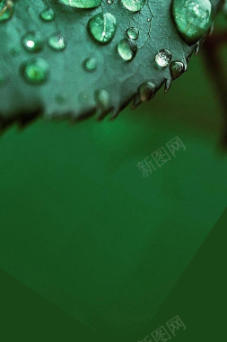 绿色简约白露节气海报背景