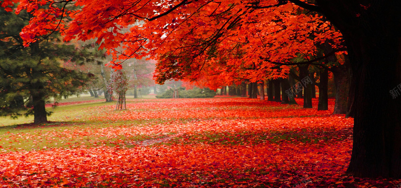 秋天浪漫公园背景