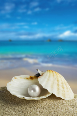 海边贝壳里的珍珠背景背景