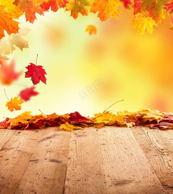 秋天树叶文艺木板实景背景