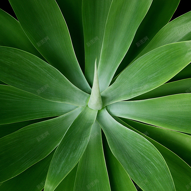 植物纹理背景jpg设计背景_新图网 https://ixintu.com 植物 绿色 叶子 质感 纹理 主图