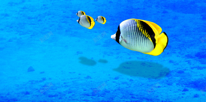 蓝色海洋H5背景jpg设计背景_新图网 https://ixintu.com 海洋 渐变 生物 蓝色 鱼类 H5背景 光线 H5 h5 扁平 几何