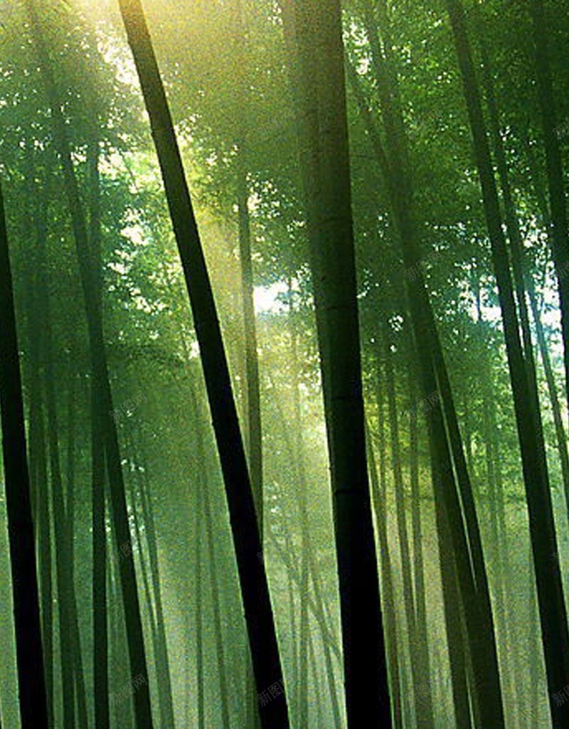 绿色养眼高清手机H5背景jpg设计背景_新图网 https://ixintu.com 天空 树林 树干 树叶 绿色 H5 h5 摄影 风景