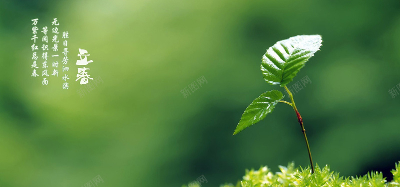 文艺风嫩芽诗歌背景jpg设计背景_新图网 https://ixintu.com 叶子 嫩芽 文艺 绿色 诗歌 海报banner 小清新 简约