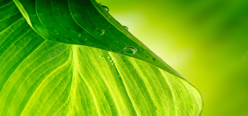 树叶水珠jpg设计背景_新图网 https://ixintu.com 海报banner 树叶水珠 树叶纹理 水珠背景 绿色背景 质感 纹理