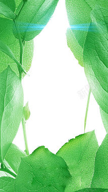 绿色树叶广告H5海报素材背景