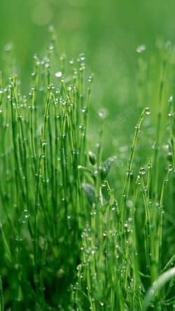 草上露水清新水珠草地H5背景高清图片