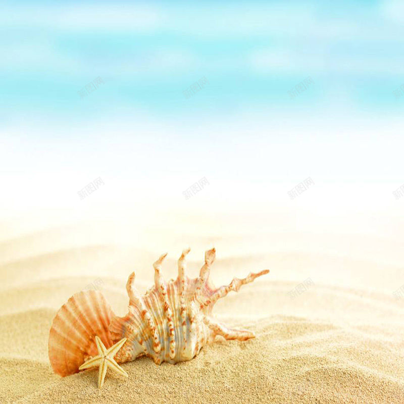 海星海螺可爱背景jpg设计背景_新图网 https://ixintu.com 海星 海螺 可爱 海滩 淘宝主图 直通车 摄影 风景