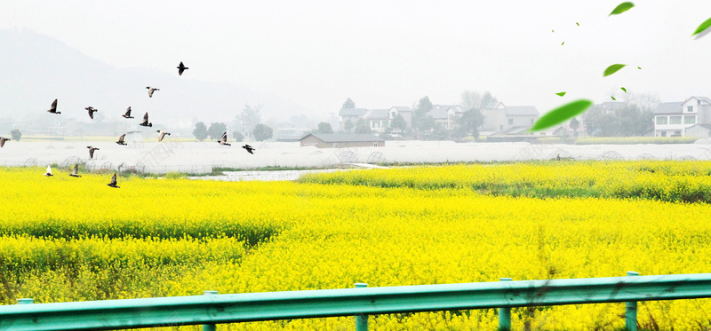 油菜花大雁绿叶公路景色大气背景psd设计背景_新图网 https://ixintu.com 春天气息 小清新 油菜花 大雁 文艺 素材 广告 设计 背景 梦幻 浪漫 景色 摄影 踏春节