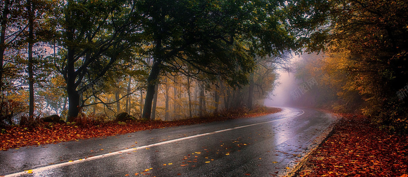 风景林荫路背景jpg设计背景_新图网 https://ixintu.com 风景 林荫 路 绿树 落叶 海报banner 摄影