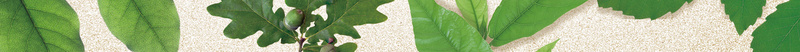 绿色叶子海报背景素材psd设计背景_新图网 https://ixintu.com 环保 背景 叶子 自然 海报 文艺 小清新 简约