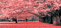 美丽枫树秋天背景高清图片
