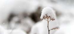 霜雪背景